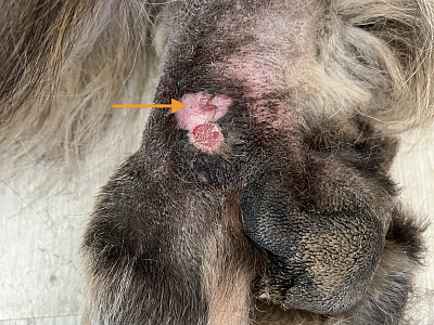 Foto wond MtPh II overgang RA Muk Verbakel 30 07 2025